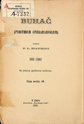 Buhač (Pyrethrum cinerariaefolium)