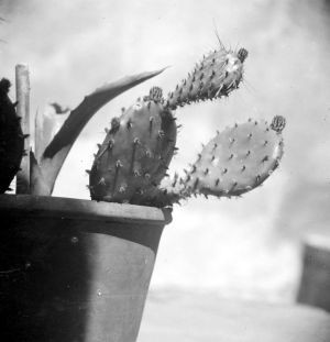 Fotoaparat i kaktus