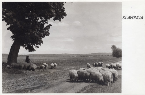 Slavonija - Ovce