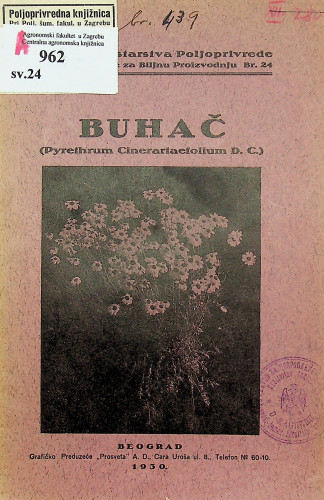 Buhač (Pyrethrum cinerariaefolium D.C.)