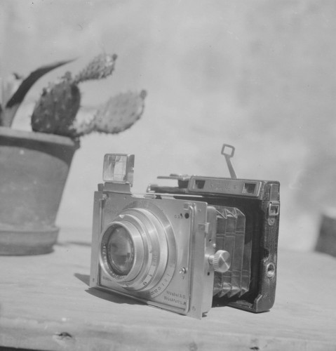 Kaktus i fotoaparat
